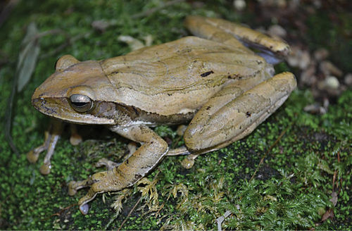 Common tree frog